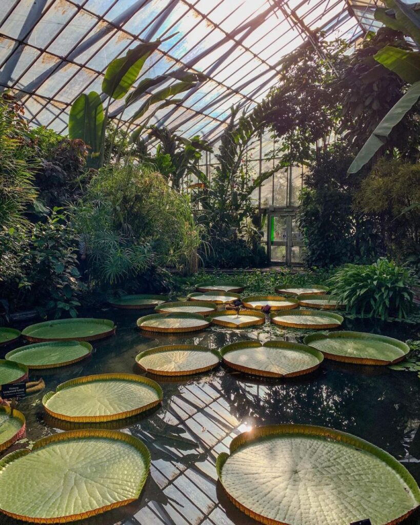 Sajorec Botanical Garden JKUAT picnic spots in Nairobi