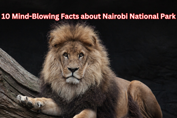 Nairobi National Park: 10 Mind-Blowing Facts