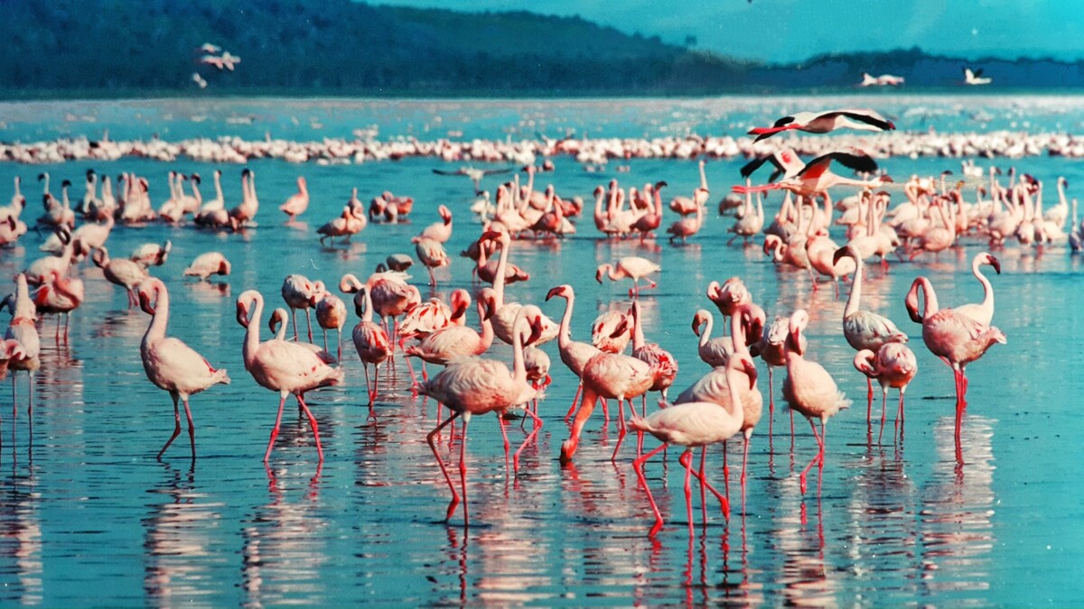You are currently viewing How Flamingos at Lake Nakuru Fight for Survival: The Silent Battle